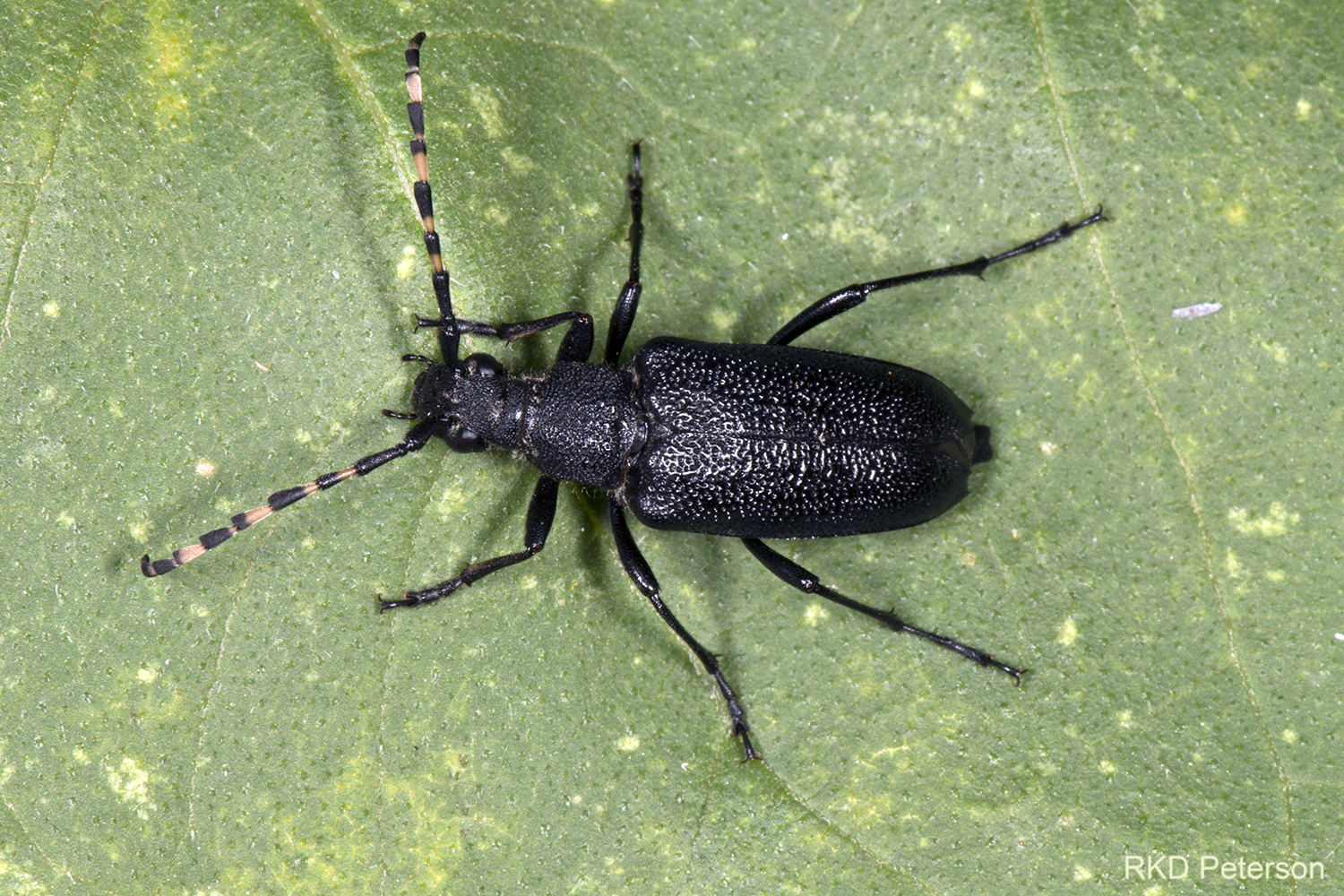 Stictoleptura Canadensis Cribripennis Insects Of The Greater Yellowstone Ecosystem Montana